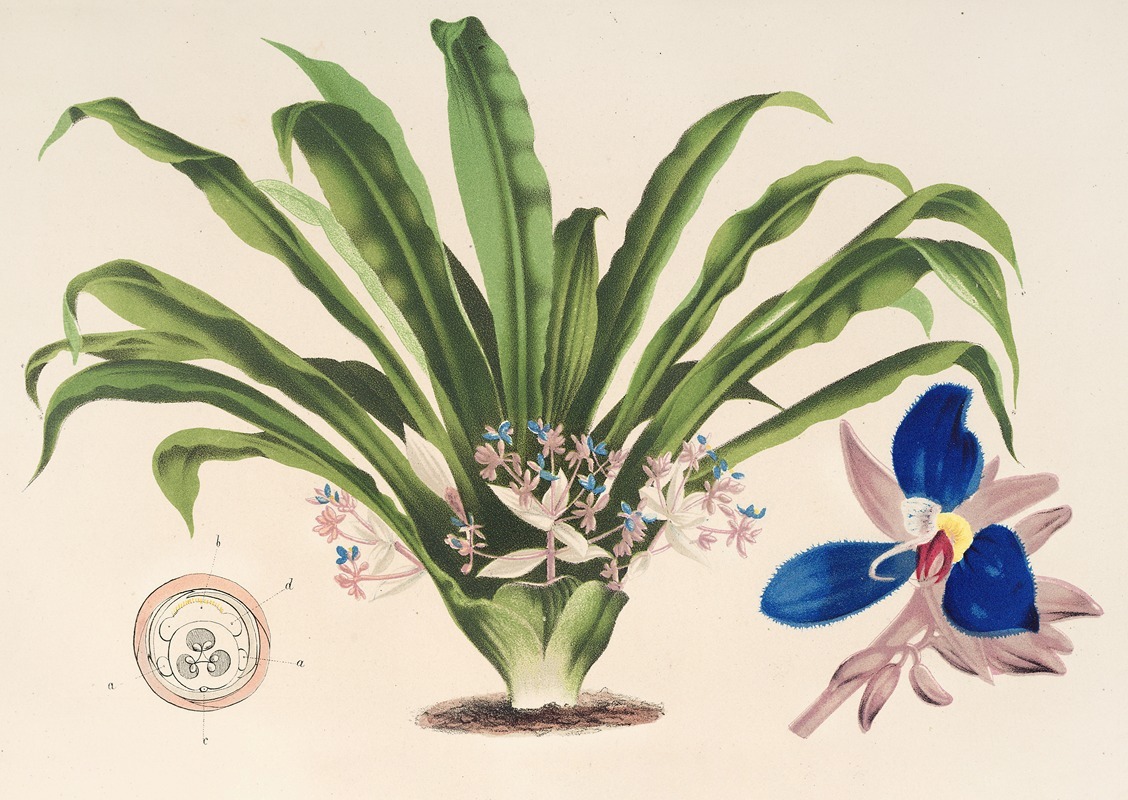 Cochliostema Jacobianum by Charles Antoine Lemaire, 1854-1896 — digital art print download