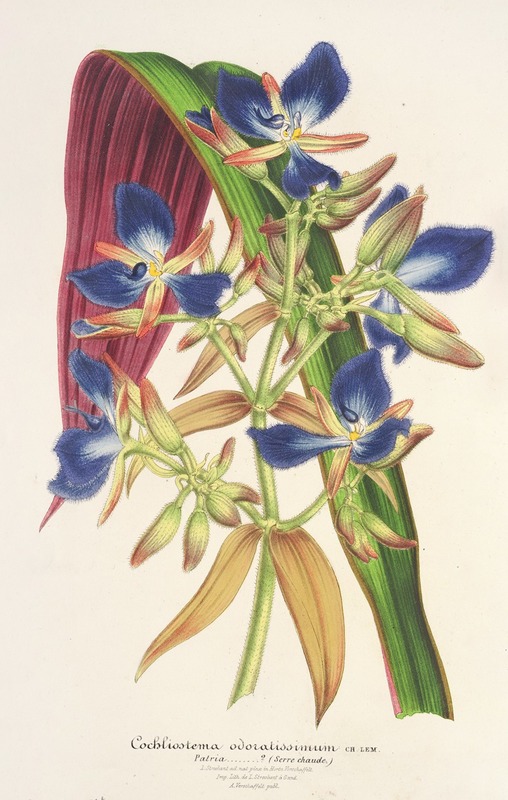 Cochliostenia odoratissimum by Charles Antoine Lemaire, 1854-1896 — digital art print download