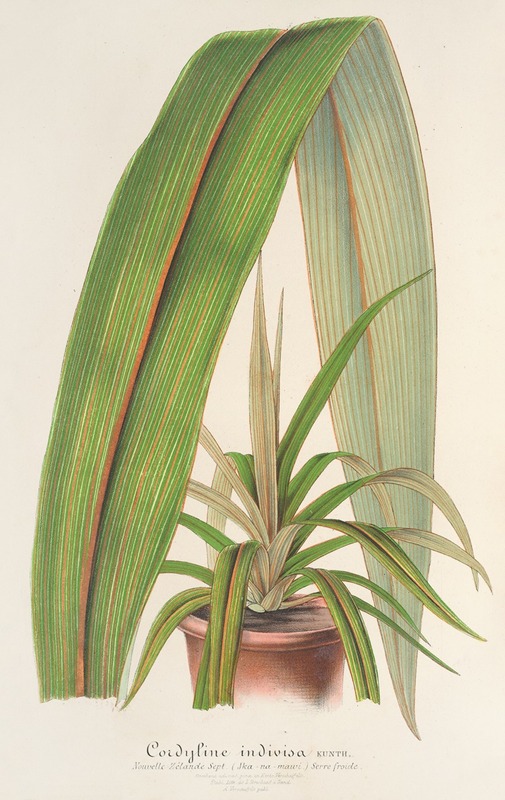 Cordyline indivisa by Charles Antoine Lemaire, 1854-1896 — digital art print download