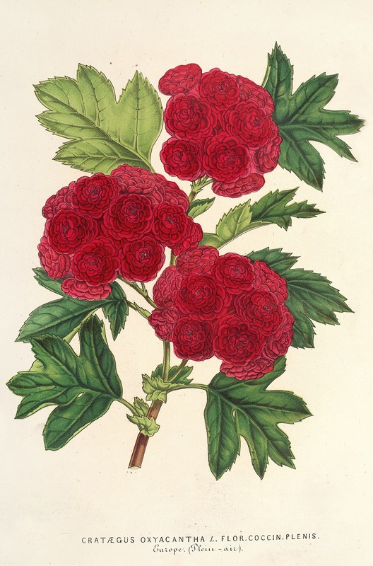 Cratægus oxyacantha, var. flor. coccin. plenis — Charles Antoine Lemaire