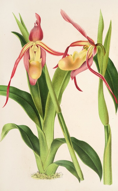 Cypripedium Roezli by Charles Antoine Lemaire, 1854-1896 — digital art print download