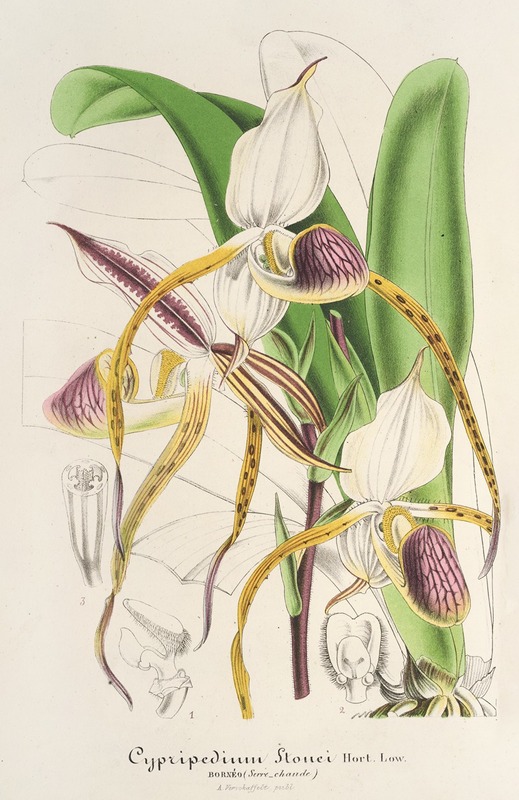 Cypripedium Stonei by Charles Antoine Lemaire, 1854-1896 — digital art print download