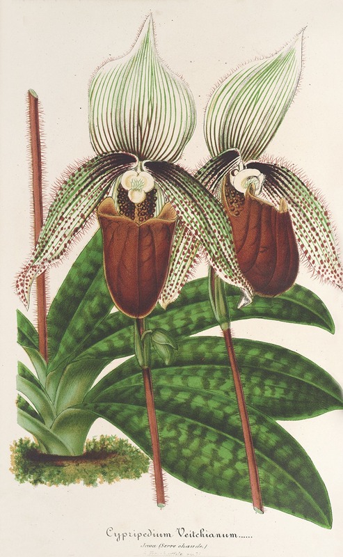 Cypripedium Veitchianum by Charles Antoine Lemaire, 1854-1896 — digital art print download