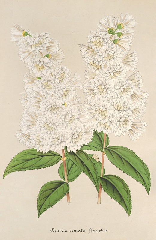 Deutzia crenata Zucc. flore pleno — Charles Antoine Lemaire