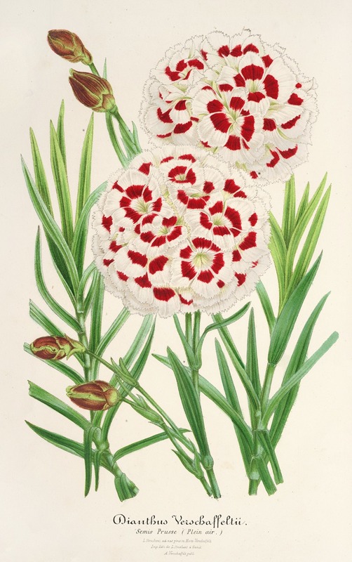 Dianthus Verschaffeltii by Charles Antoine Lemaire, 1854-1896 — digital art print download