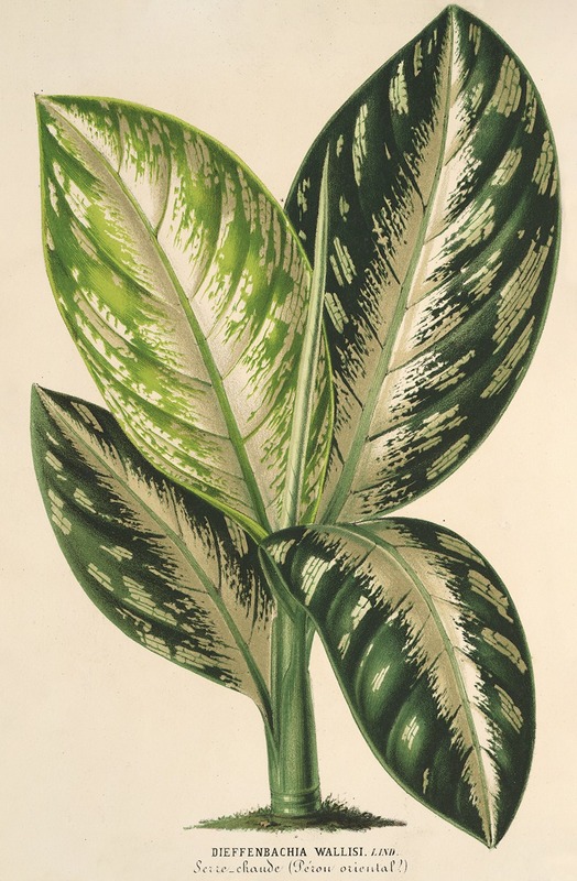 Dieffenbachia Wallisi by Charles Antoine Lemaire, 1854-1896 — digital art print download
