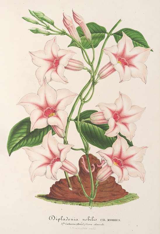 Dipladenia nobilis by Charles Antoine Lemaire, 1854-1896 — digital art print download