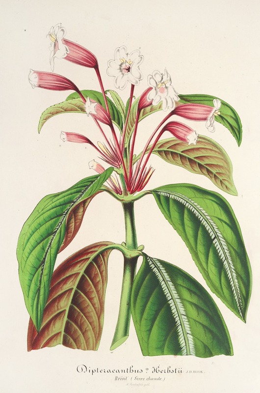Dipteracanthus Herbstii by Charles Antoine Lemaire, 1854-1896 — digital art print download