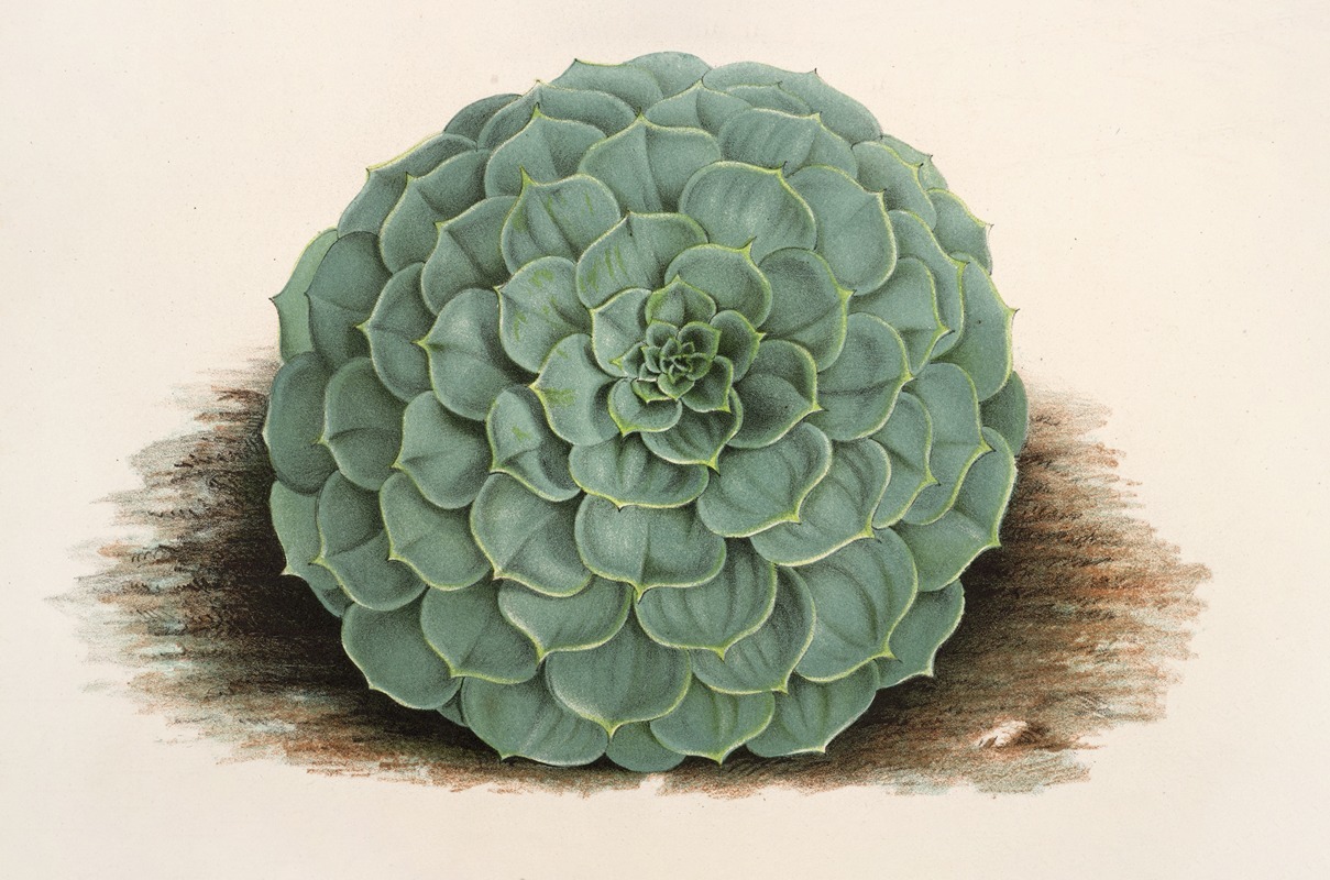 Echeveria rosacea by Charles Antoine Lemaire, 1854-1896 — digital art print download