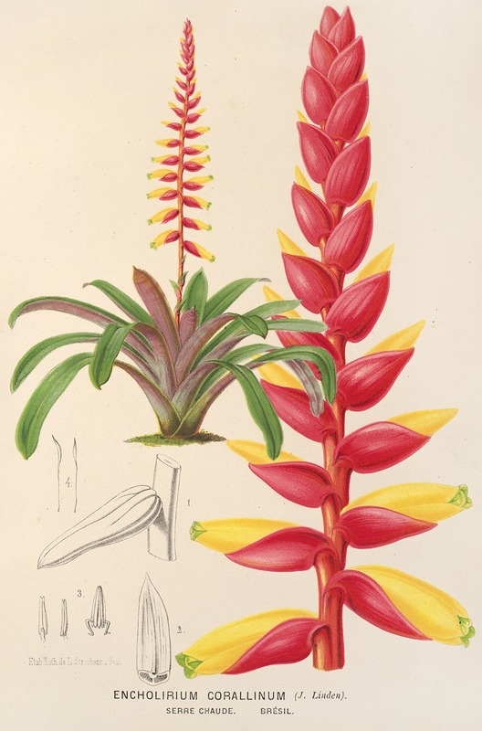 Encholirium corallinum by Charles Antoine Lemaire, 1854-1896 — digital art print download