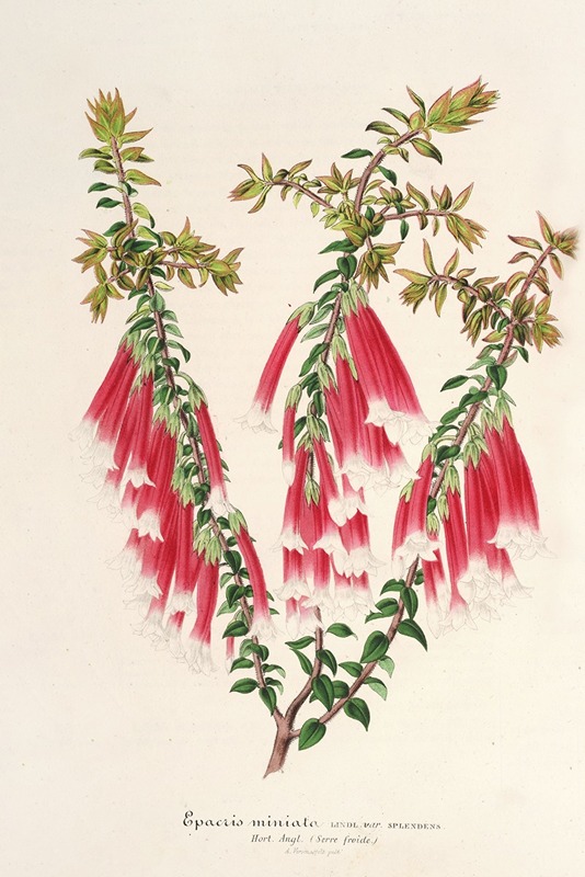 Epacris miniata by Charles Antoine Lemaire, 1854-1896 — digital art print download