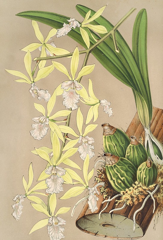Epidendrum ambiguum by Charles Antoine Lemaire, 1854-1896 — digital art print download