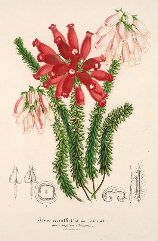 Erica cerinthoides by Charles Antoine Lemaire, 1854-1896 — digital art print download