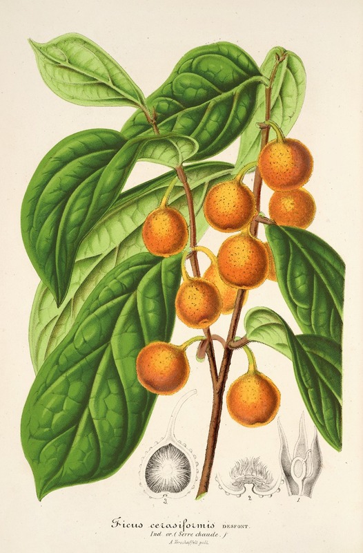 Ficus cerasiformis by Charles Antoine Lemaire, 1854-1896 — digital art print download