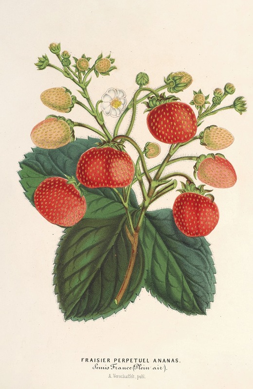 Fraisier perpétuel Ananas — Charles Antoine Lemaire