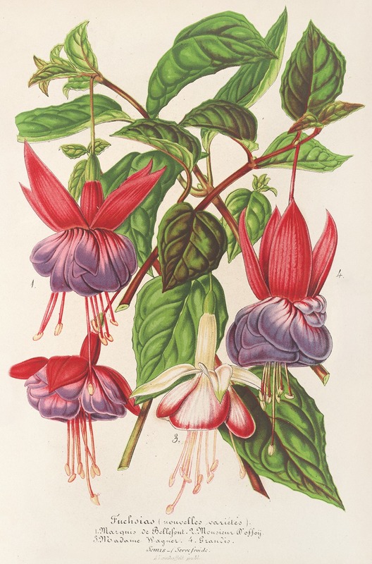 Fuchsia (nouvelles variétés de) — Charles Antoine Lemaire