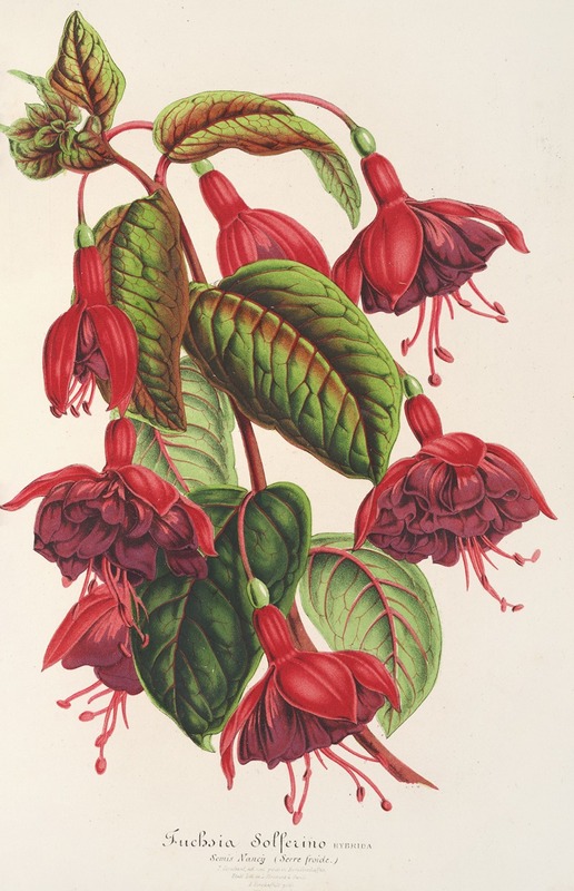 Fuchsia Solferino by Charles Antoine Lemaire, 1854-1896 — digital art print download