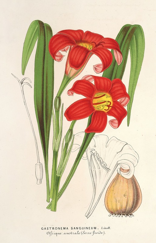 Gastronema sanguineum by Charles Antoine Lemaire, 1854-1896 — digital art print download