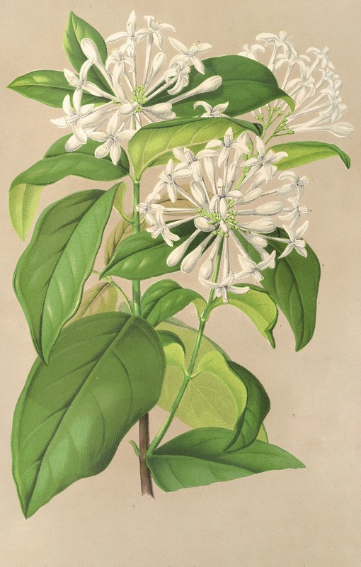 Gloneria jasminiflora by Charles Antoine Lemaire, 1854-1896 — digital art print download