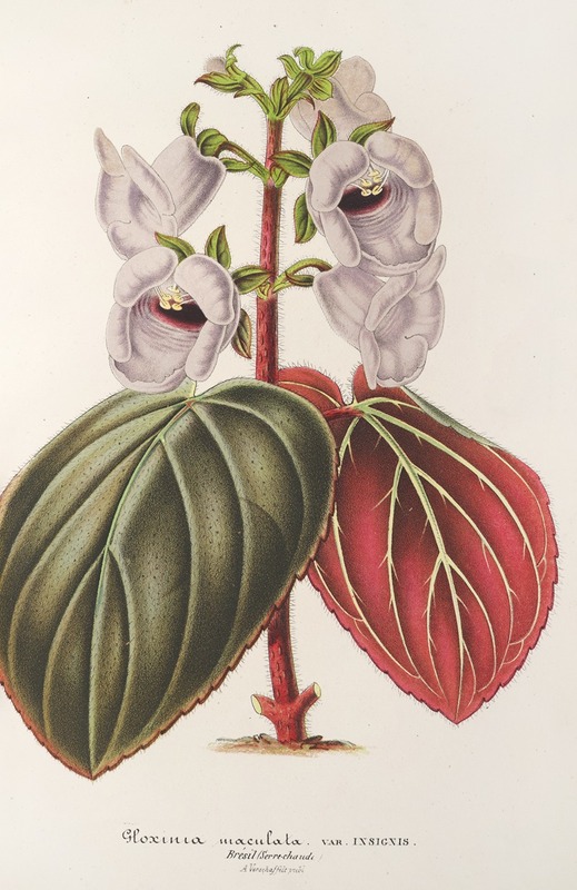 Gloxinia maculata var. insignis by Charles Antoine Lemaire, 1854-1896 — digital art print download
