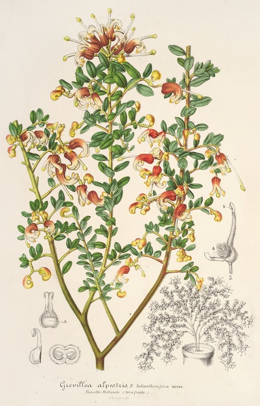 Grevillea alpestris by Charles Antoine Lemaire — digital art print download