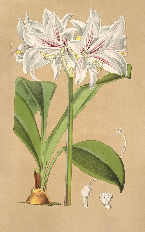 Griffinia Blumenavia by Charles Antoine Lemaire, 1854-1896 — digital art print download