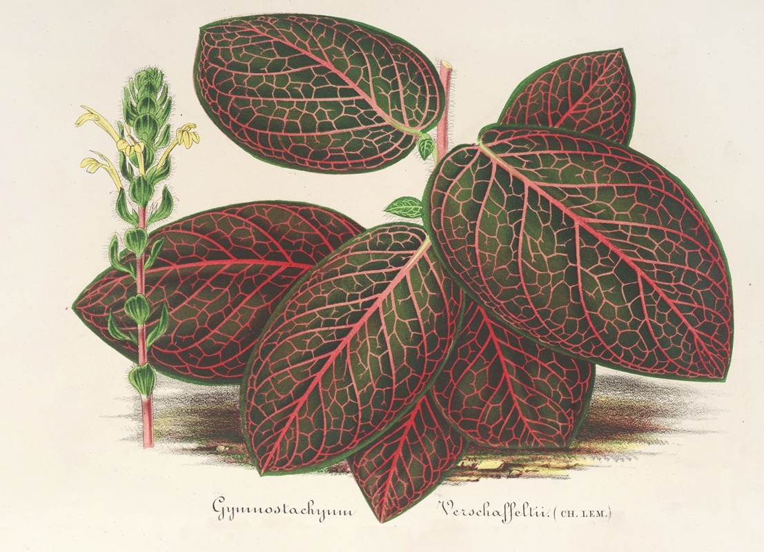 Gymnostachyum Verschaffeltii by Charles Antoine Lemaire, 1854-1896 — digital art print download