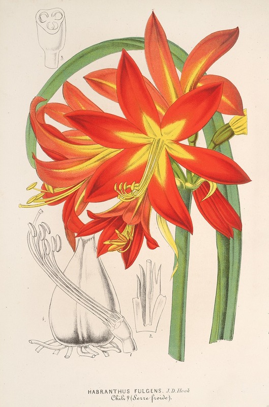 Habranthus fulgens by Charles Antoine Lemaire, 1854-1896 — digital art print download