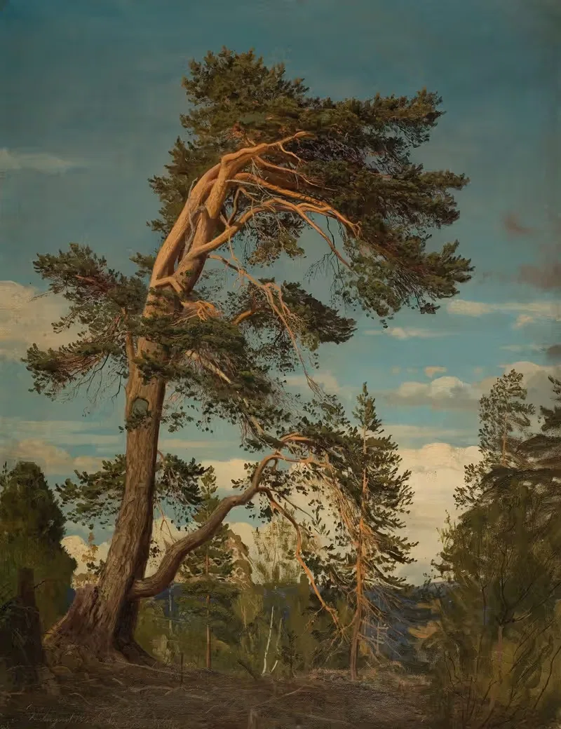 Gammel furu, øverst i Setesdal — Amaldus Nielsen