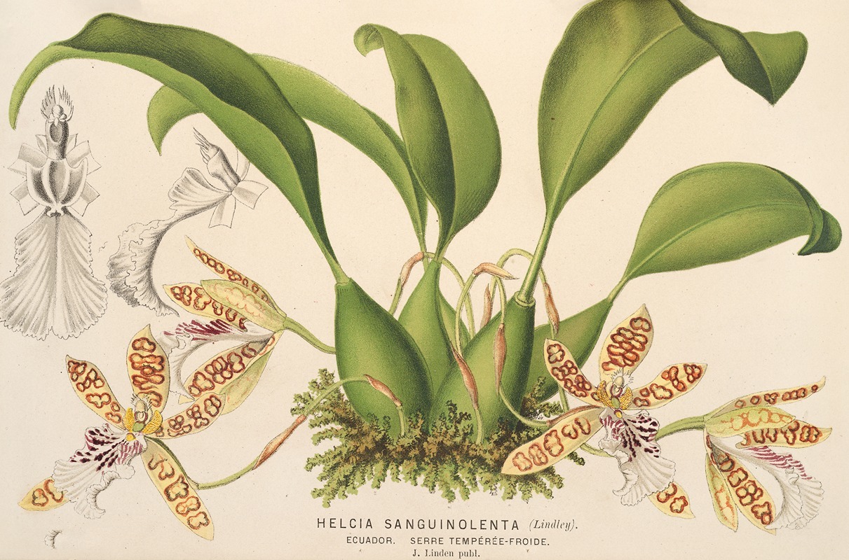 Helcia sanguinolenta by Charles Antoine Lemaire, 1854-1896 — digital art print download