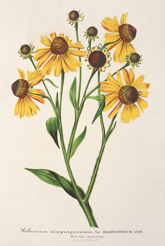 Helenium atropurpureum var. grandicephalum by Charles Antoine Lemaire, 1854-1896 — digital art print download