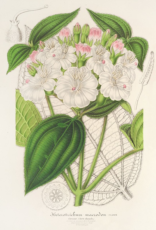Heterotrichum macrodon by Charles Antoine Lemaire, 1854-1896 — digital art print download
