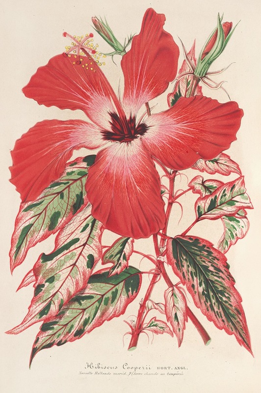 Hibiscus (et mieux Ibiscus) Cooperi — Charles Antoine Lemaire