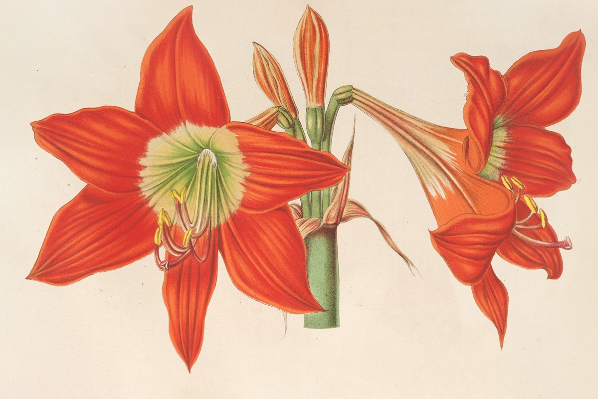 Hippeastrum (Amaryllis!) pyrrochroum — Charles Antoine Lemaire