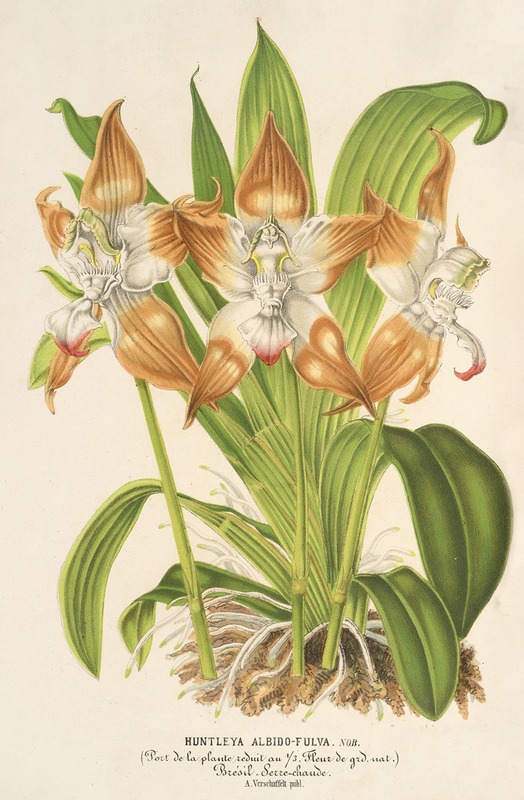 Huntleya albido-fulva by Charles Antoine Lemaire, 1854-1896 — digital art print download