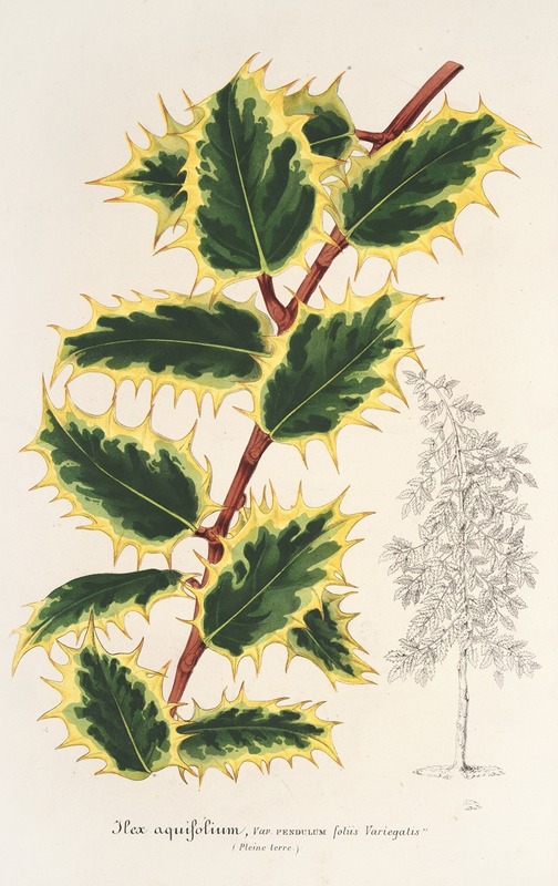 Ilex aquifolium by Charles Antoine Lemaire, 1854-1896 — digital art print download
