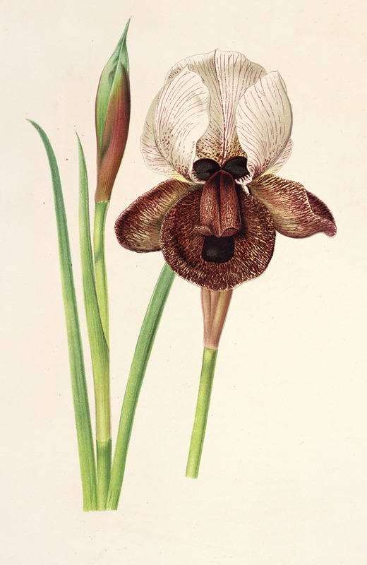 Iris ibérica by Charles Antoine Lemaire, 1854-1896 — digital art print download
