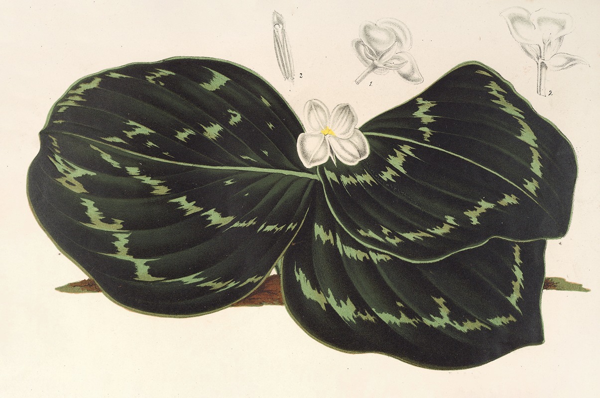 Kæmpferia Koscoeana by Charles Antoine Lemaire, 1854-1896 — digital art print download