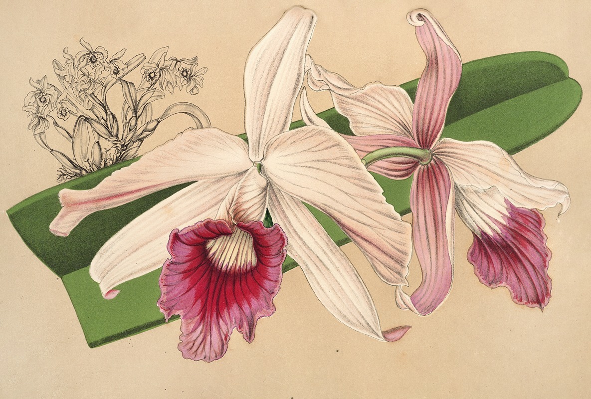 Lælia purpurata, var. Nelisii — Charles Antoine Lemaire