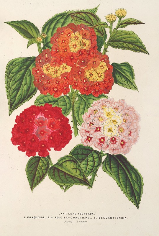 Lantanas (choix de) by Charles Antoine Lemaire, 1854-1896 — digital art print download