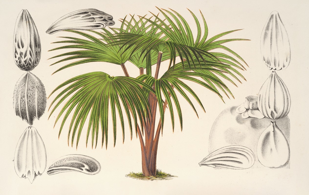 Latania Verschaffeltii by Charles Antoine Lemaire, 1854-1896 — digital art print download