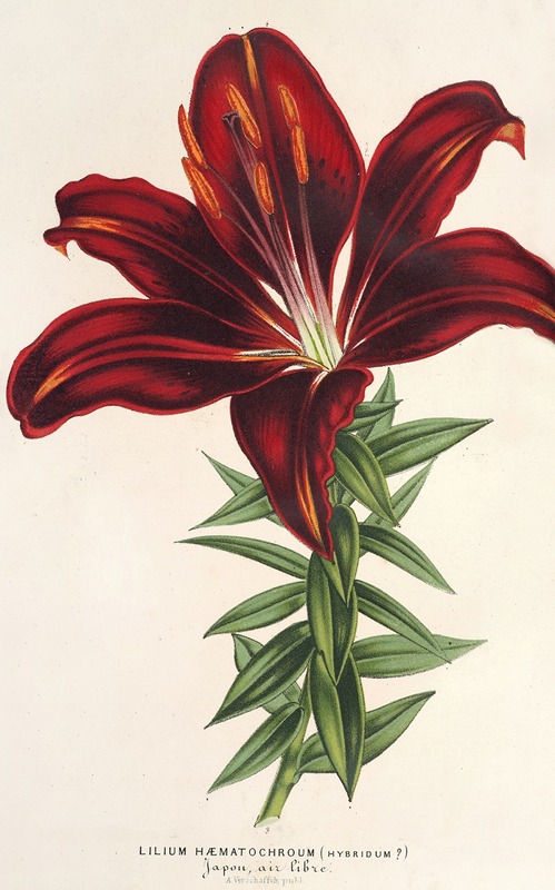 Lilium hæmatochroum (hybridum) — Charles Antoine Lemaire