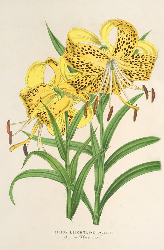 Lilium Leichtlinii by Charles Antoine Lemaire, 1854-1896 — digital art print download