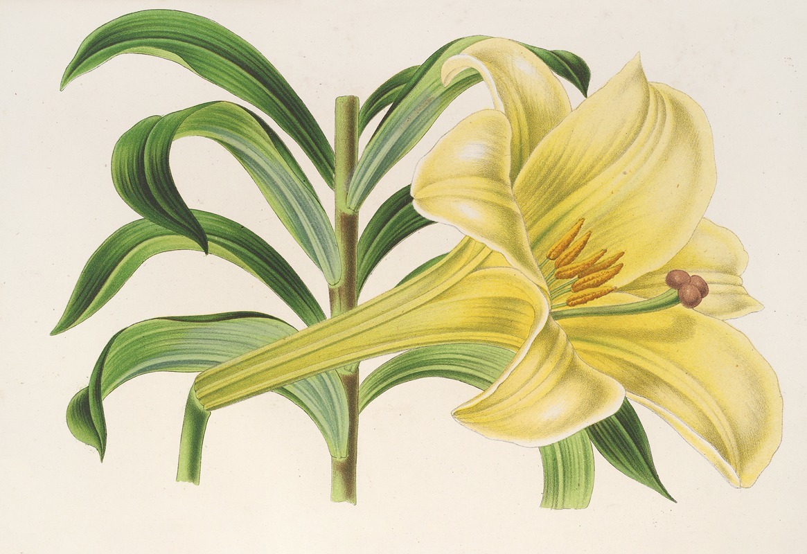 Lilium Neilgerricum by Charles Antoine Lemaire, 1854-1896 — digital art print download