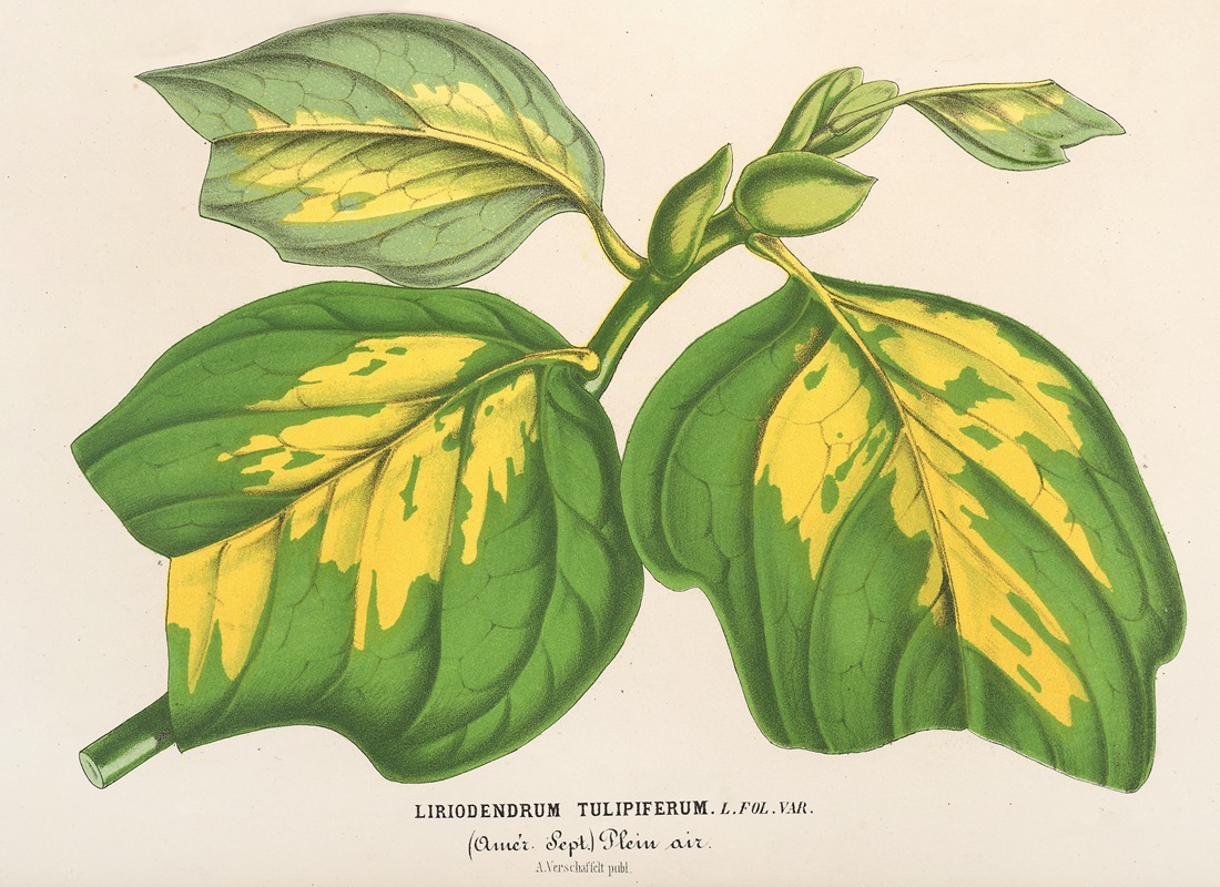 Liriodendrum tulipiferum by Charles Antoine Lemaire, 1854-1896 — digital art print download