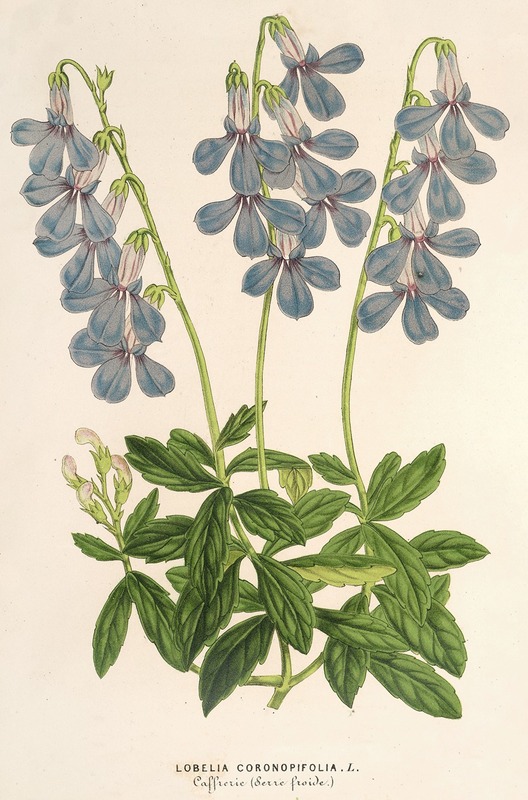 Lobelia coronopifolia by Charles Antoine Lemaire, 1854-1896 — digital art print download