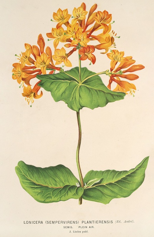 Lonicera (sempervirens) Plantie-rensis — Charles Antoine Lemaire