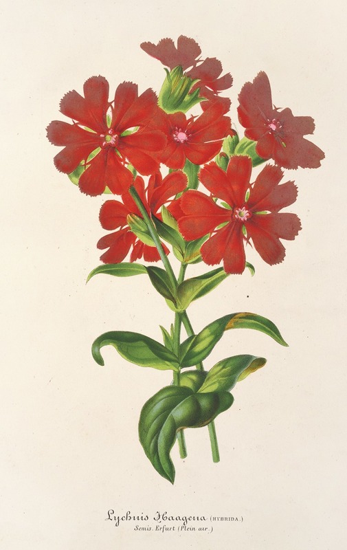 Lychnis Haagena by Charles Antoine Lemaire, 1854-1896 — digital art print download