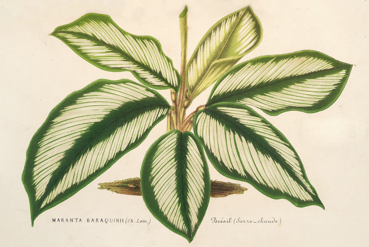 Maranta Baraquinii by Charles Antoine Lemaire, 1854-1896 — digital art print download