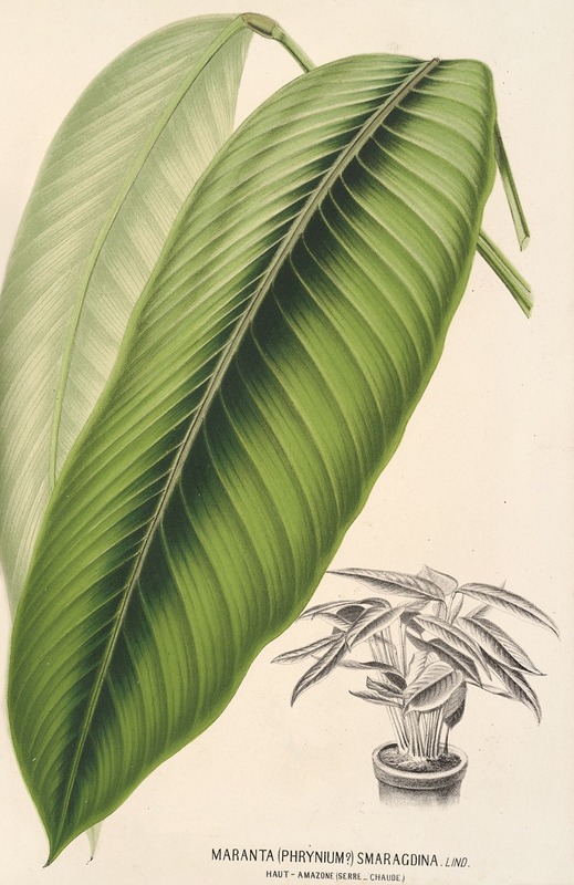 Maranta smaragdina by Charles Antoine Lemaire, 1854-1896 — digital art print download